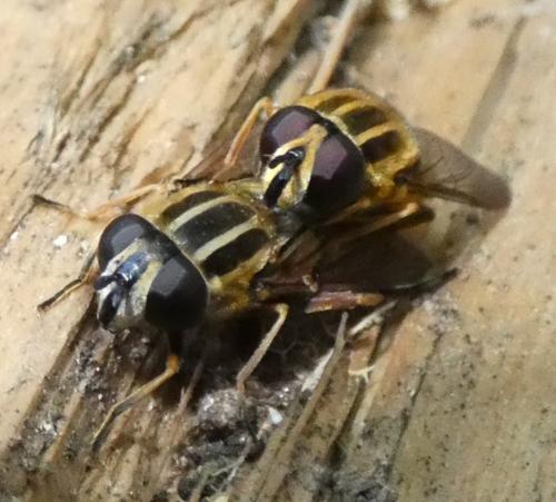 Réf. 324 737 : Helophilus pendulus